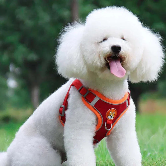 dog-harness-with-leash-set on a white dog, featuring a red design for safety and comfort.