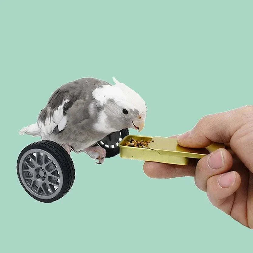 Parrot Cycle Toy - Pet Kingdom